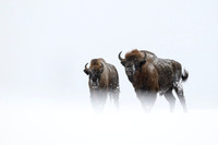 European Bison / Żubr