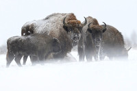 European Bison / Żubr