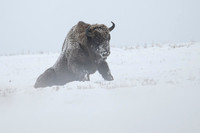 European Bison / Żubr