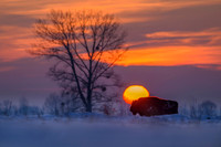 European Bison / Żubr