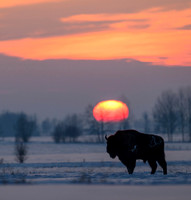 European Bison / Żubr