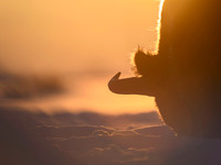 European Bison / Żubr