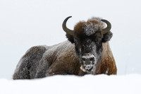 European Bison / Żubr