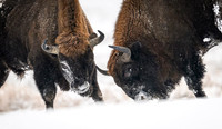 European Bison / Żubr