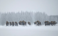 European Bison / Żubr