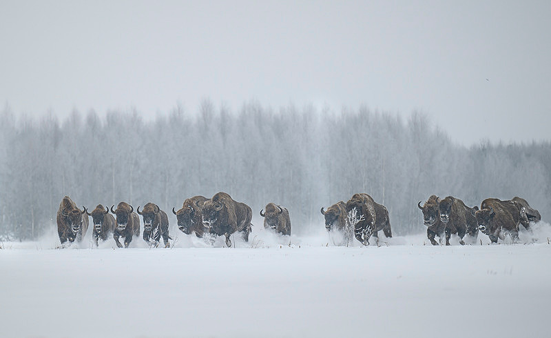 European Bison / Żubr