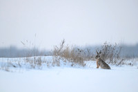Eurobean rabbit / Zając