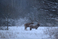 Red deer / Jeleń