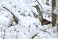 Roe deer / Sarna