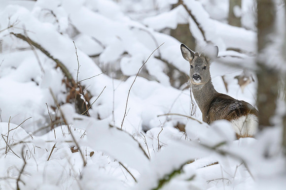 Roe deer / Sarna