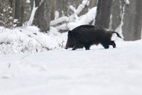 Wild Boar / Dzik