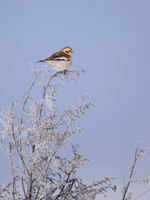 Snow bunting / Śnieguła