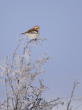 Snow bunting / Śnieguła