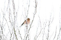 Chaffinch / Zięba