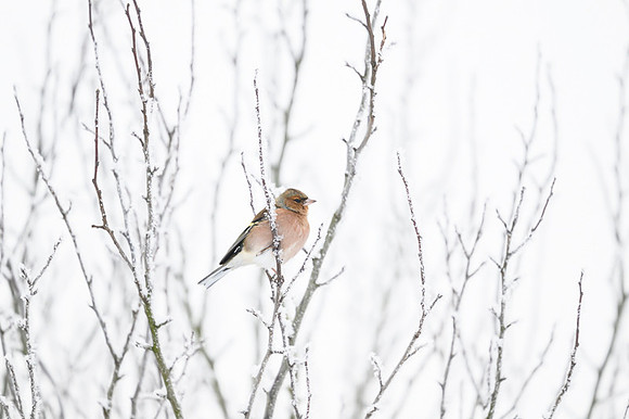 Chaffinch / Zięba
