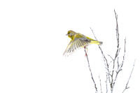 Greenfinch / Dzwoniec