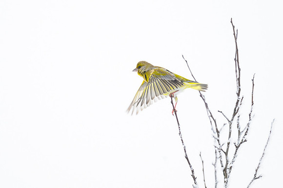 Greenfinch / Dzwoniec