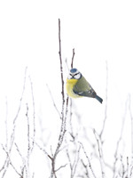Blue Tit / Sikora Modraszka