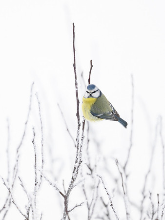 Blue Tit / Sikora Modraszka