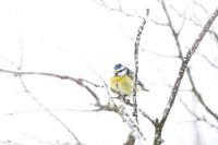 Blue Tit / Sikora Modraszka