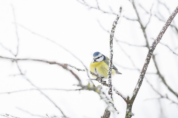 Blue Tit / Sikora Modraszka