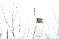 Blue Tit / Sikora Modraszka