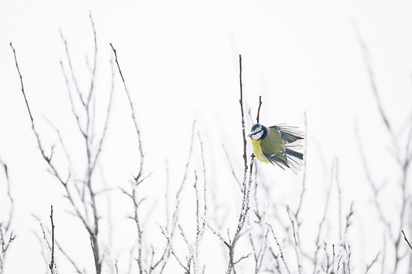 Blue Tit / Sikora Modraszka