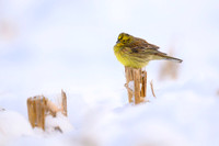 Yellowhammer / Trznadel