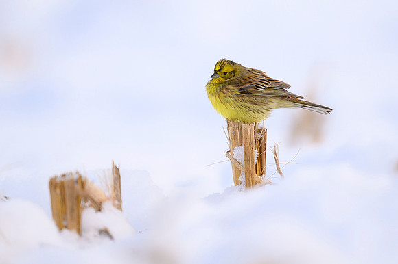 Yellowhammer / Trznadel