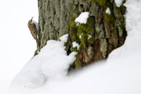 Eurasian Treecreeper / Pełzacz