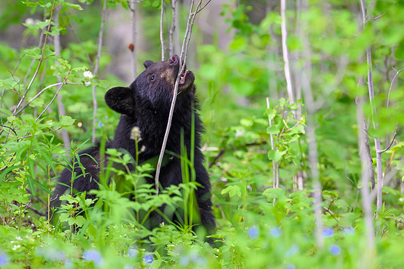 Black bear