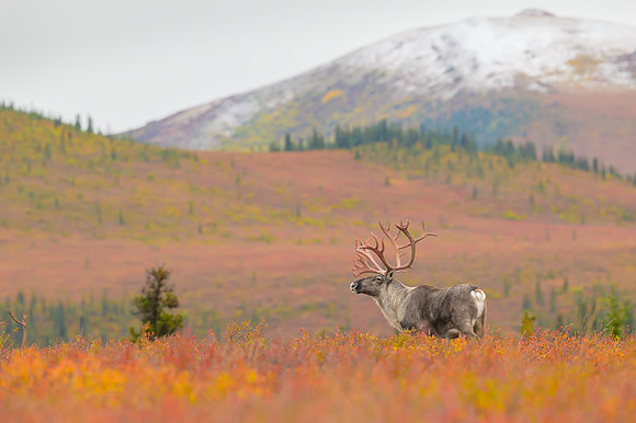 Caribou - Alaska