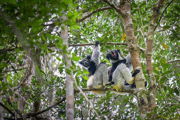Indri lemur - Madagascar