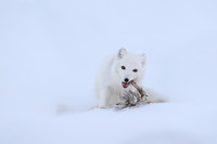 Arctic Fox - Svalbard