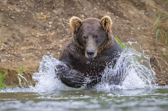 Grizzly Bear - Alaska