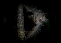 Aye Aye - Madagascar