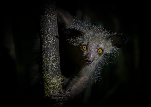 Aye Aye - Madagascar