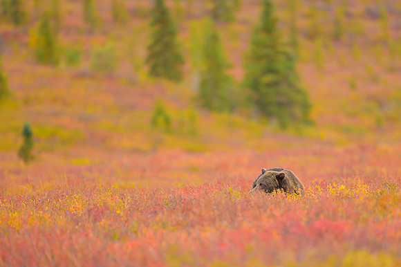 Grizzly Bear - Alaska