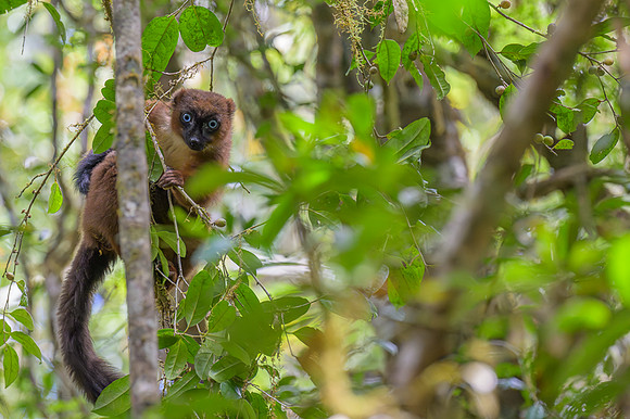 Red-bellied lemur - Madagascar