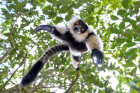 Black-and-white ruffed lemur - Madagascar