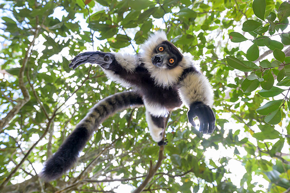 Black-and-white ruffed lemur - Madagascar