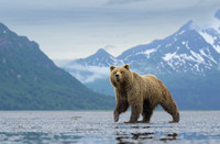 Grizzly Bear - Alaska