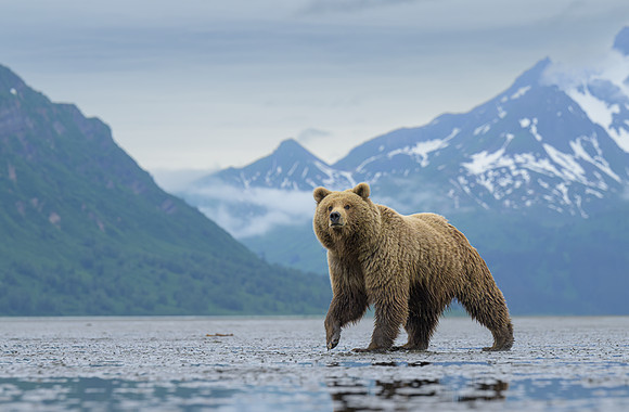 Grizzly Bear - Alaska