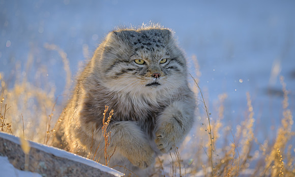 Pallas's cat - Mongolia