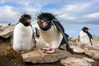 Southern rockhooper penguin - Falkland Islands