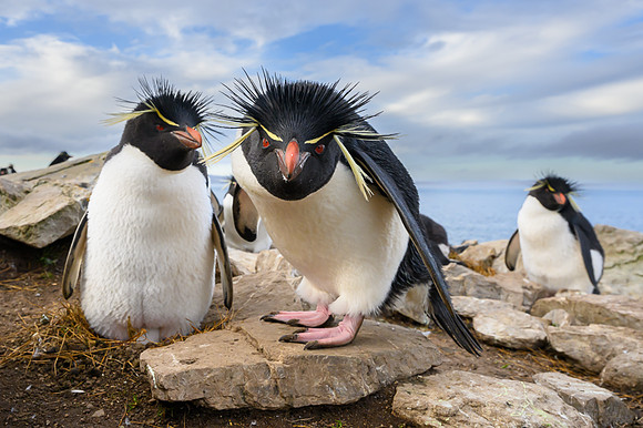 Southern rockhooper penguin - Falkland Islands