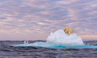 Polar Bear - Svalbard