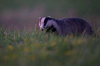 European Badger