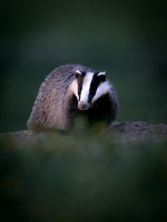 European Badger