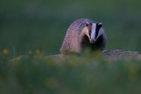 European Badger